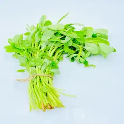 Purslane